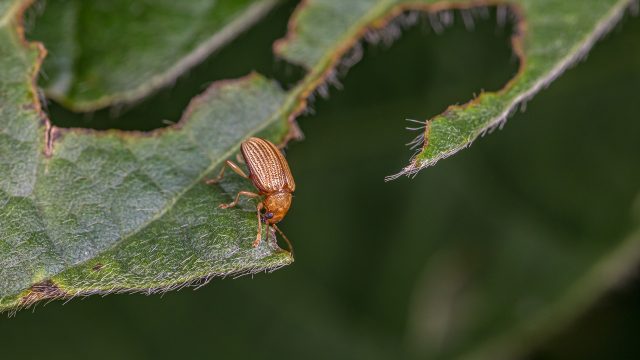 Insect Management In Your Florida Lawn