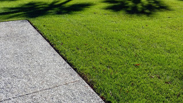 Your Florida Lawn