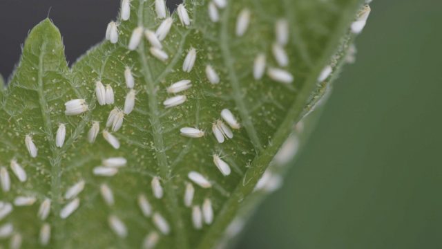 Whitefly (Bemista Tabaci) Management Program For Ornamental Plants